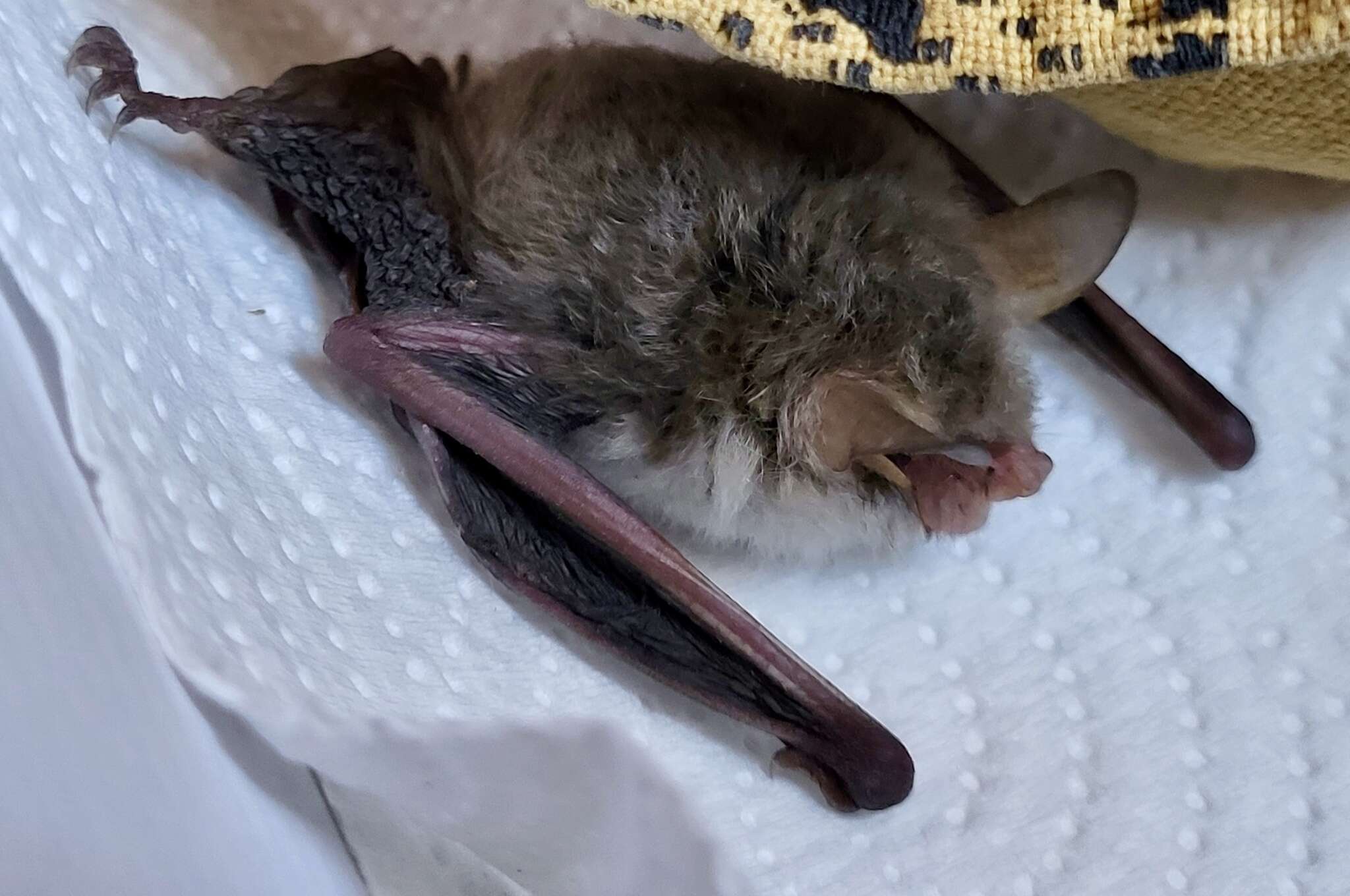 Image of <i>Myotis crypticus</i>