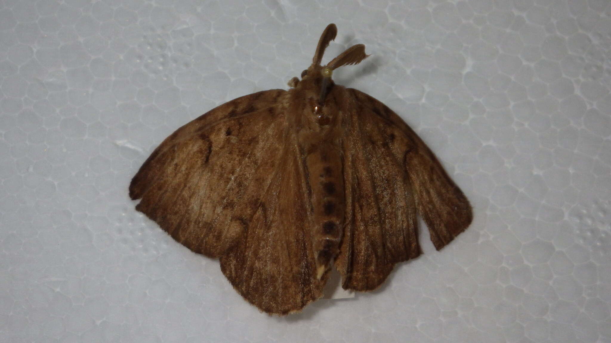 Image of Lymantria dispar japonica Motschulsky 1860