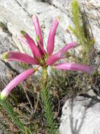 Image de <i>Erica <i>fascicularis</i></i> subsp. fascicularis