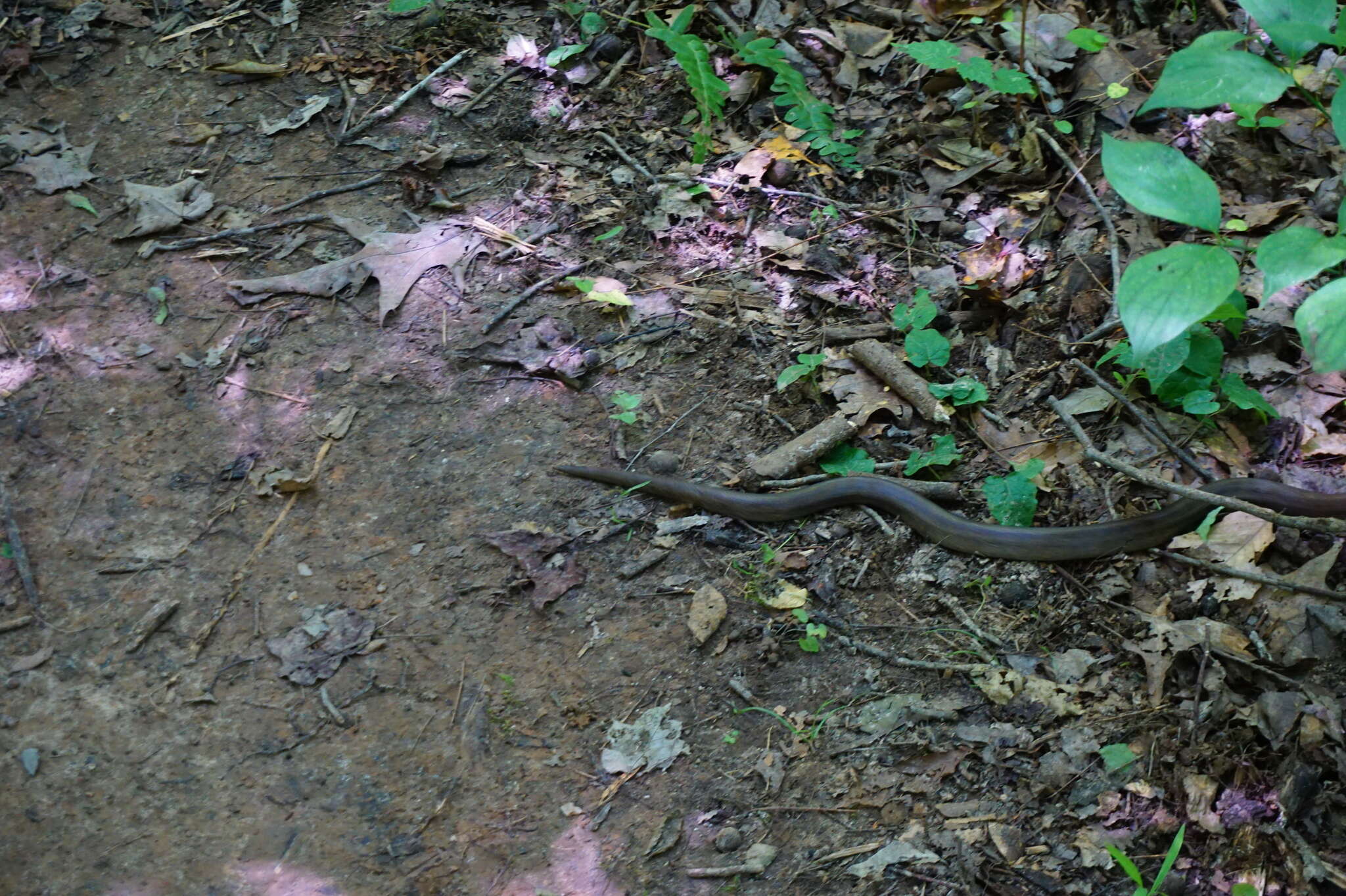 Lampropeltis calligaster rhombomaculata (Holbrook 1840)的圖片