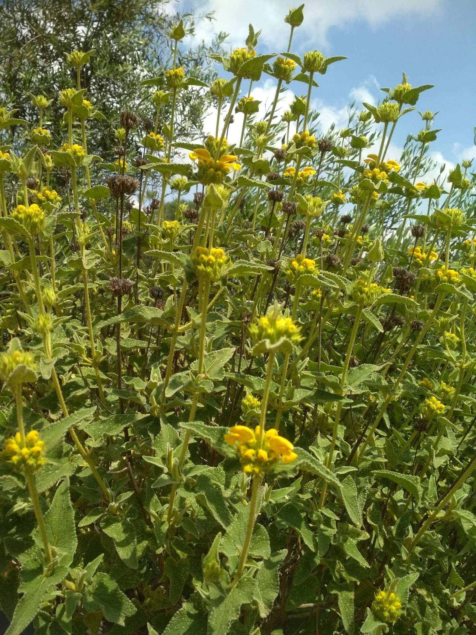 Image of Phlomis viscosa Poir.