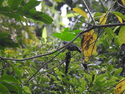 Image of Unicolored Antwren