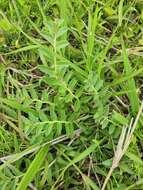 Image of Lobelia concolor R. Br.