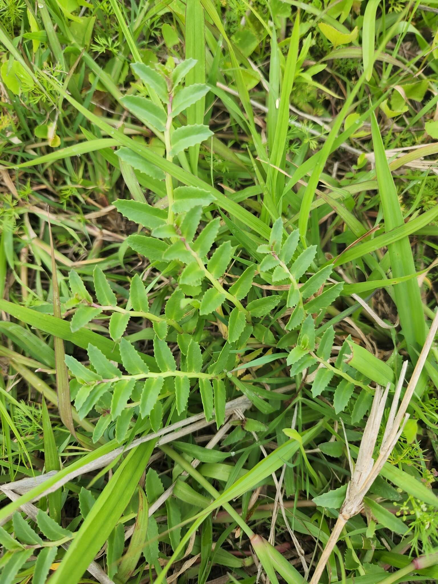 Plancia ëd Lobelia concolor R. Br.