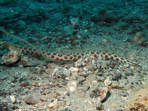 Image of Large-spotted snake eel