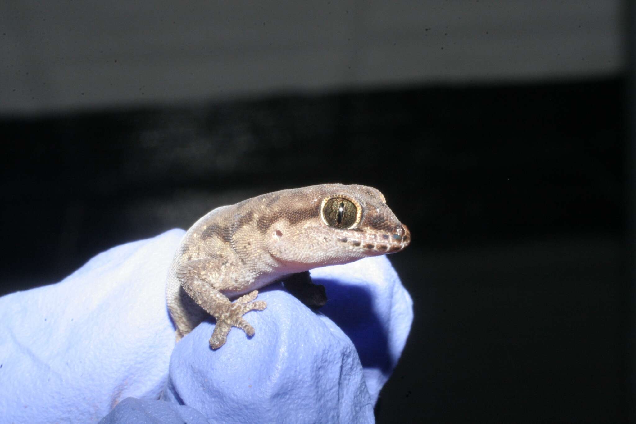 Image de Pachydactylus punctatus Peters 1854