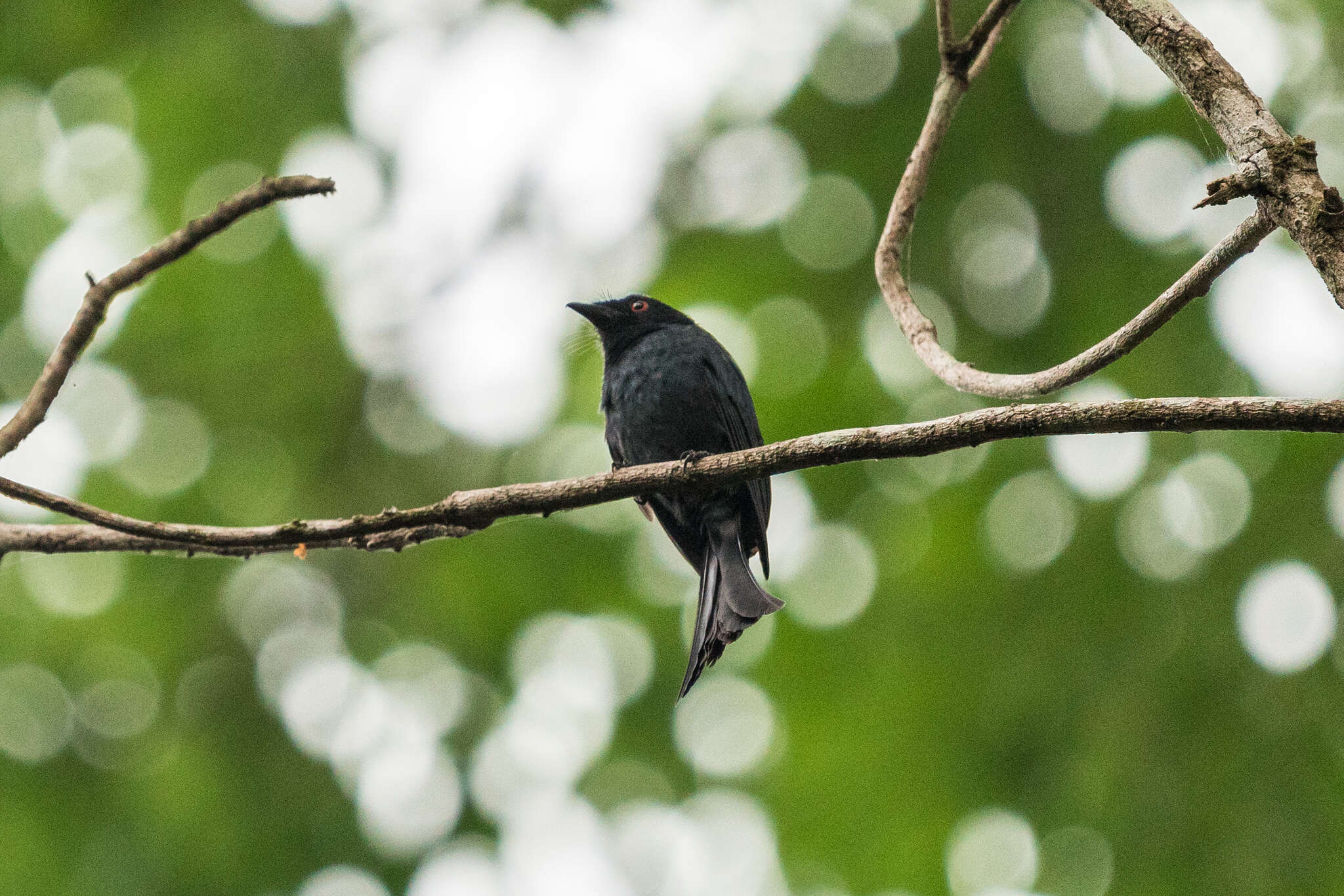 Image of Common Square-tailed Drongo