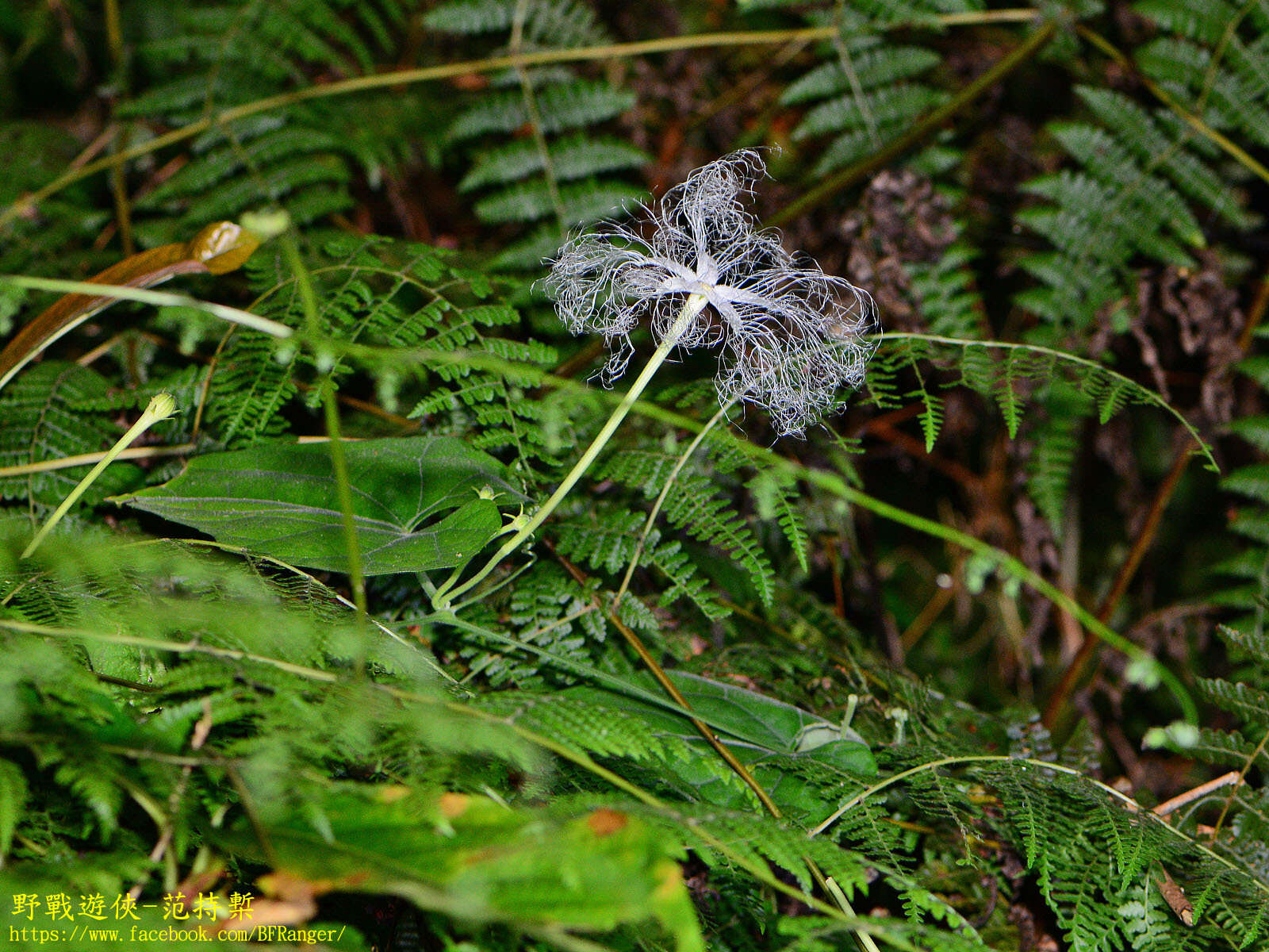 Image of Trichosanthes cucumeroides (Ser.) Maxim.