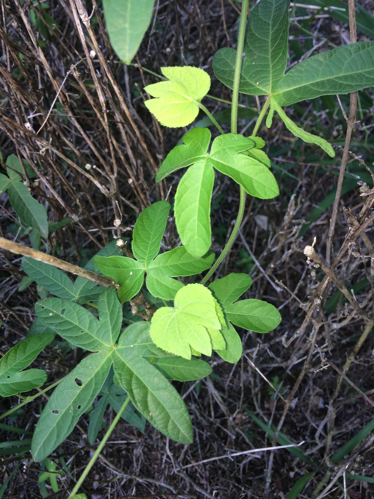 Image of Dalechampia capensis A. Spreng.