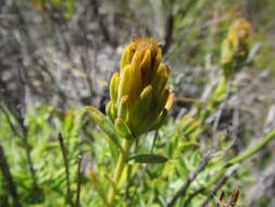 Image of Pteronia scabra Harv.