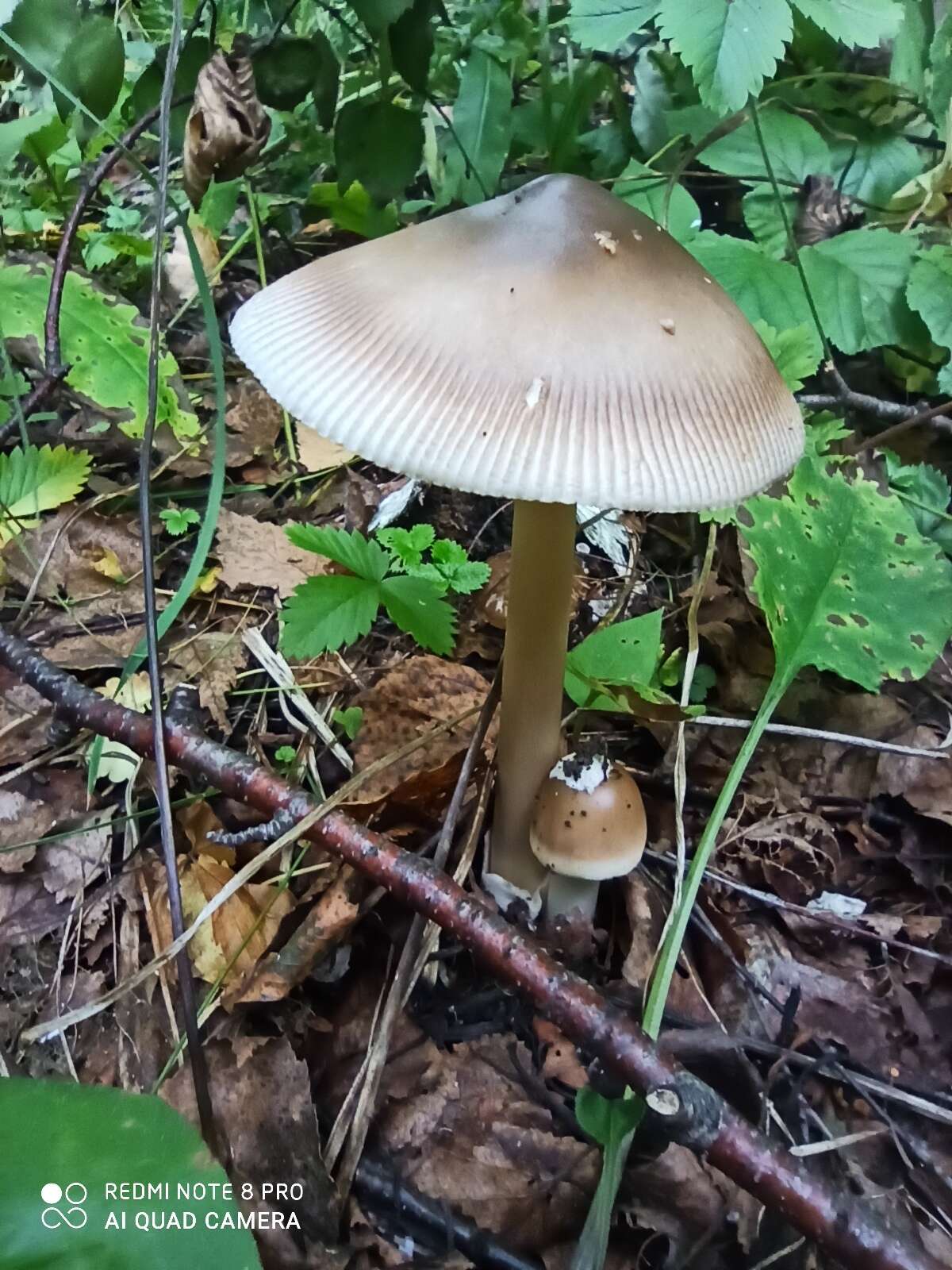 Image of Umber-zoned ringless amanita