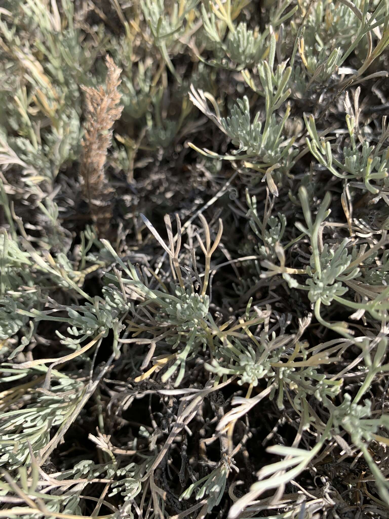 Image of Wyoming threetip sagebrush