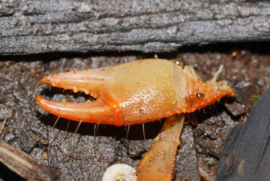 Image of <i>Engaeus tuberculatus</i>