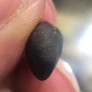 Image of Grooved Fingernail Clam