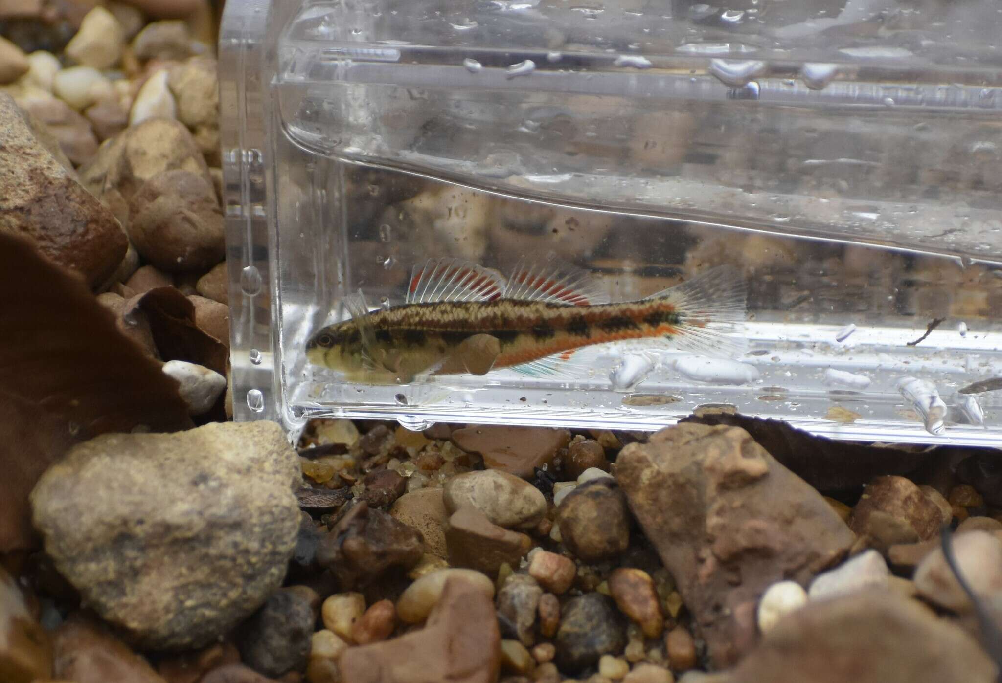 Plancia ëd Etheostoma pyrrhogaster Bailey & Etnier 1988