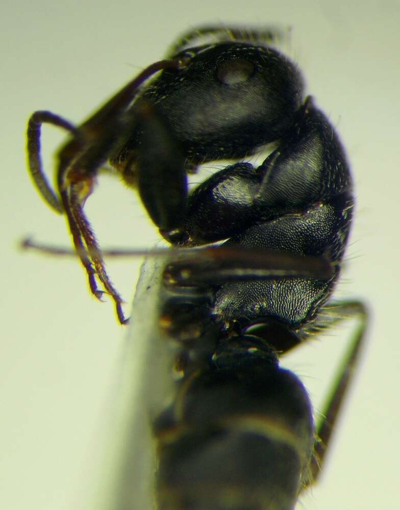 Image de Camponotus libanicus Andre 1881