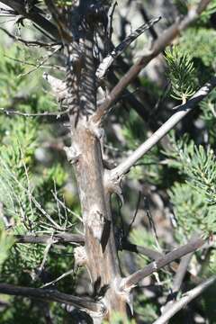 Image of Asparagus mucronatus Jessop