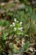 Image of cutleaf selfheal