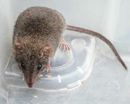 Sivun Antechinus agilis Dickman, Parnaby, Crowther & King 1998 kuva