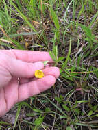 صورة Potentilla simplex Michx.