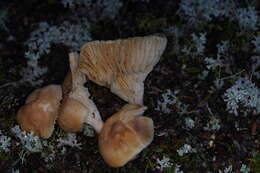 Слика од Hygrocybe austropratensis A. M. Young 1999