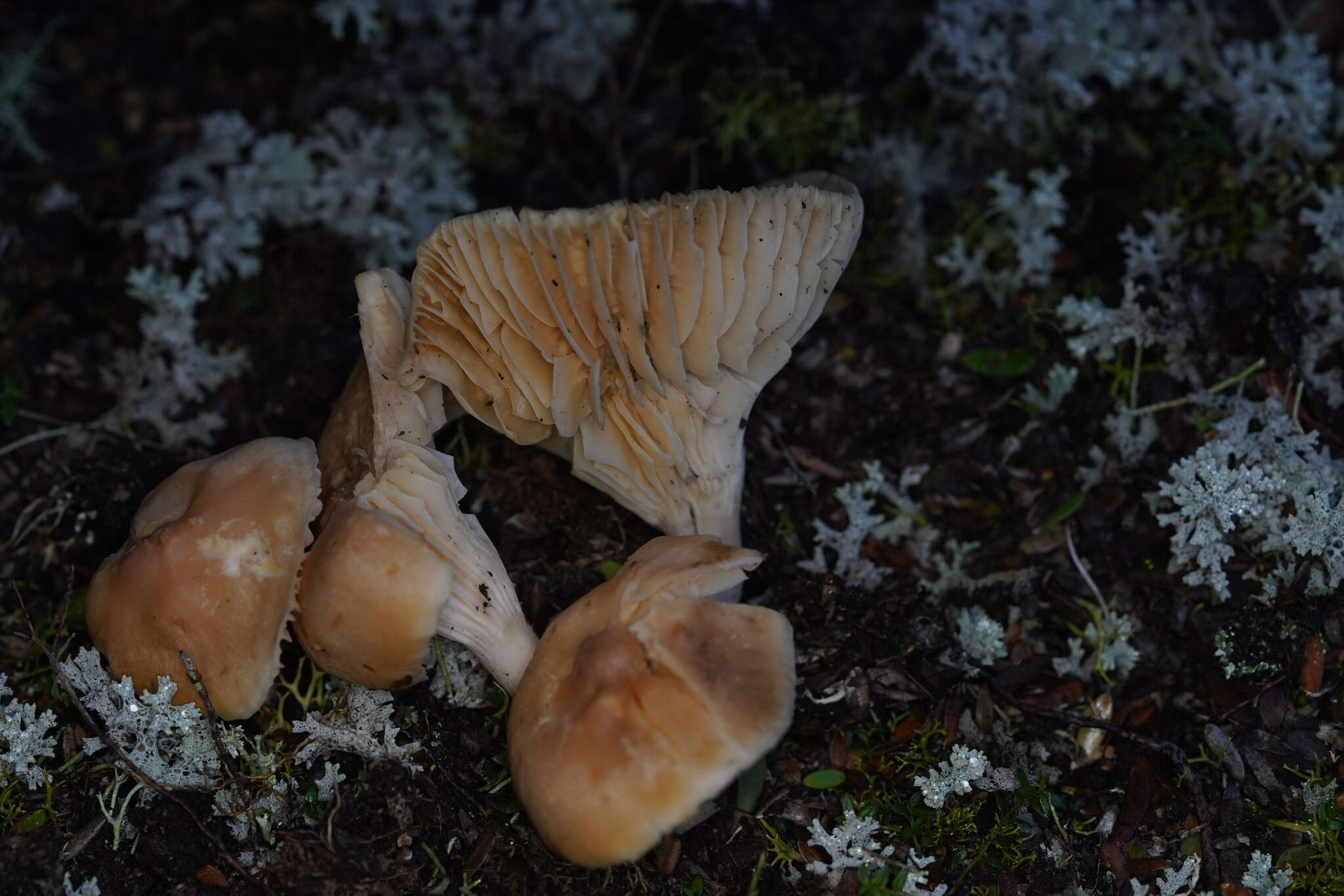 Слика од Hygrocybe austropratensis A. M. Young 1999