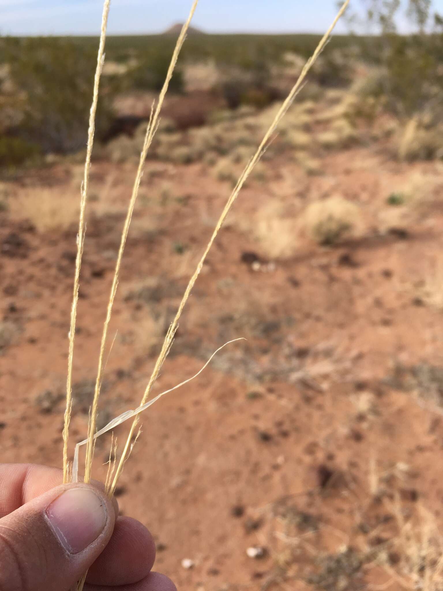 Image of spike dropseed