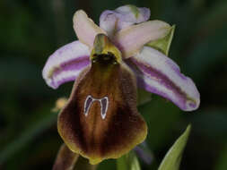 Image of Ophrys argolica subsp. lesbis (Gölz & H. R. Reinhard) H. A. Pedersen & Faurh.