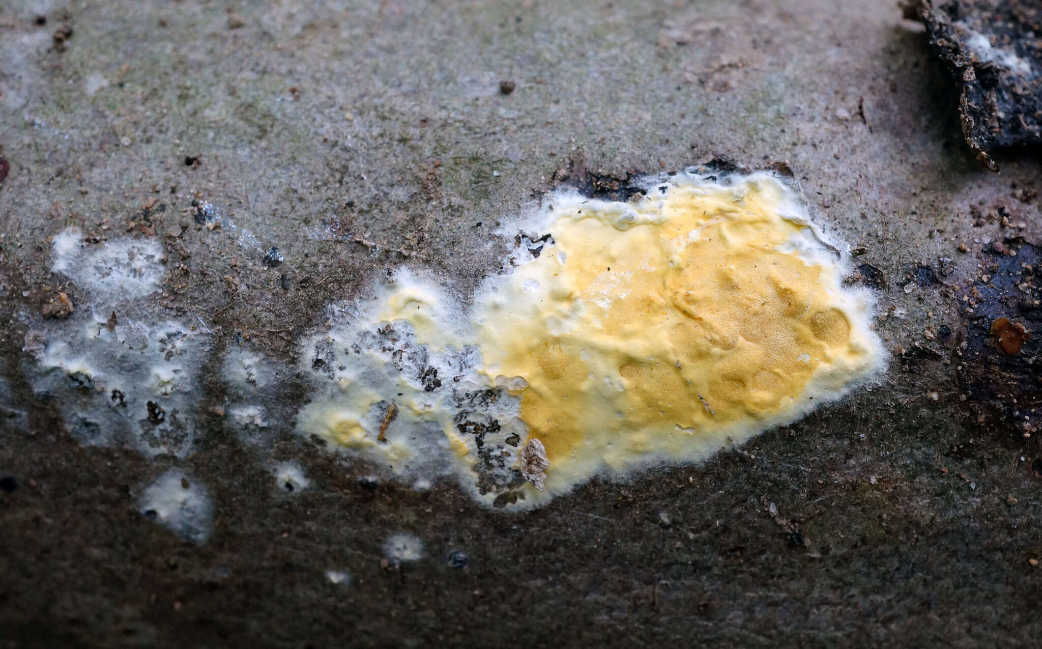 Image of Trichoderma sulphureum (Schwein.) Jaklitsch & Voglmayr 2014