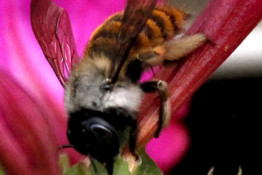 Image of Xylocopa tabaniformis azteca Cresson 1878