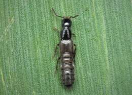 Image of Rove beetle