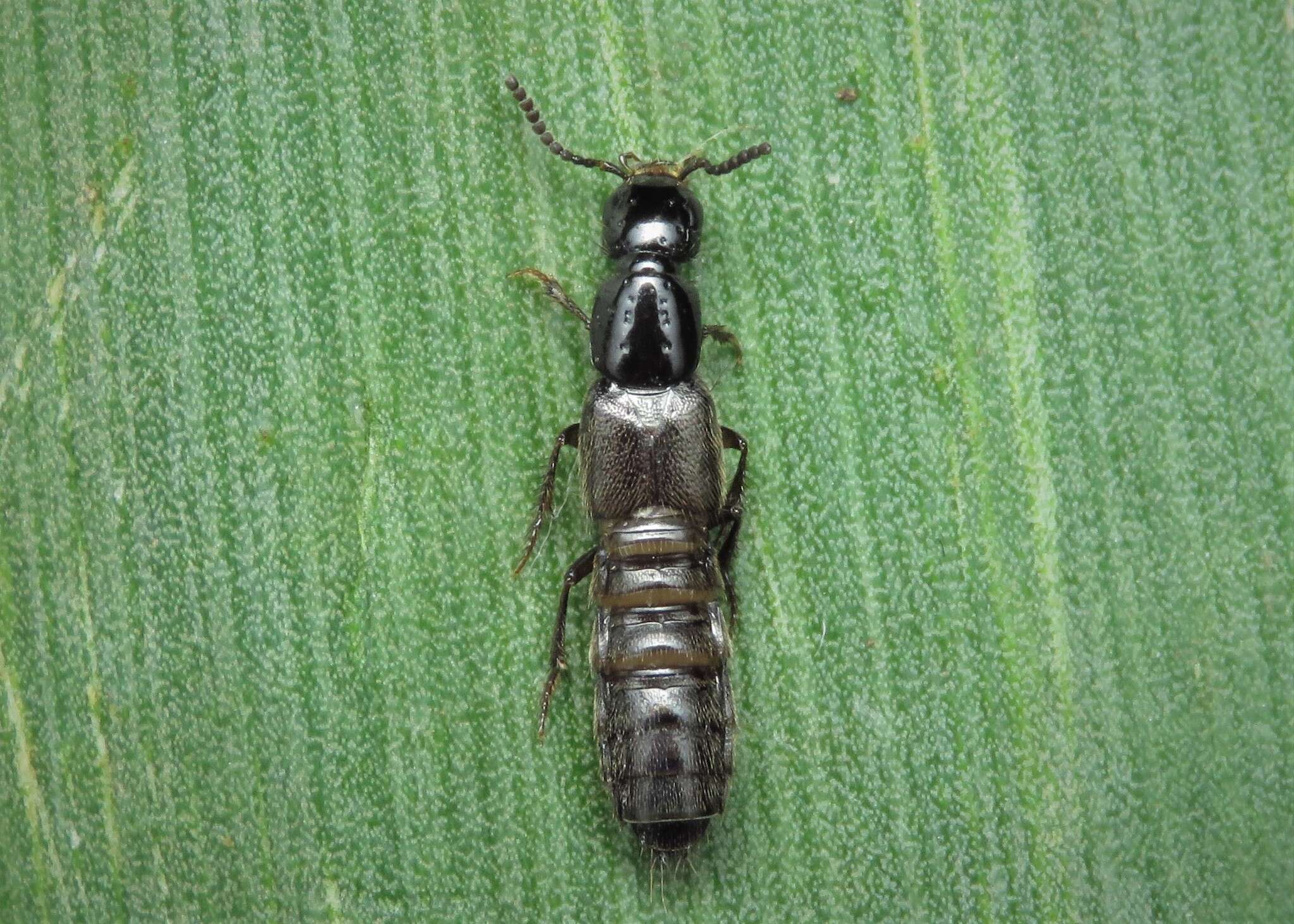 Image of Rove beetle