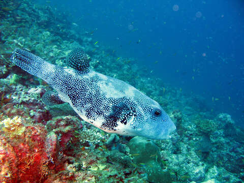 Image of Blue-spotted Puffer