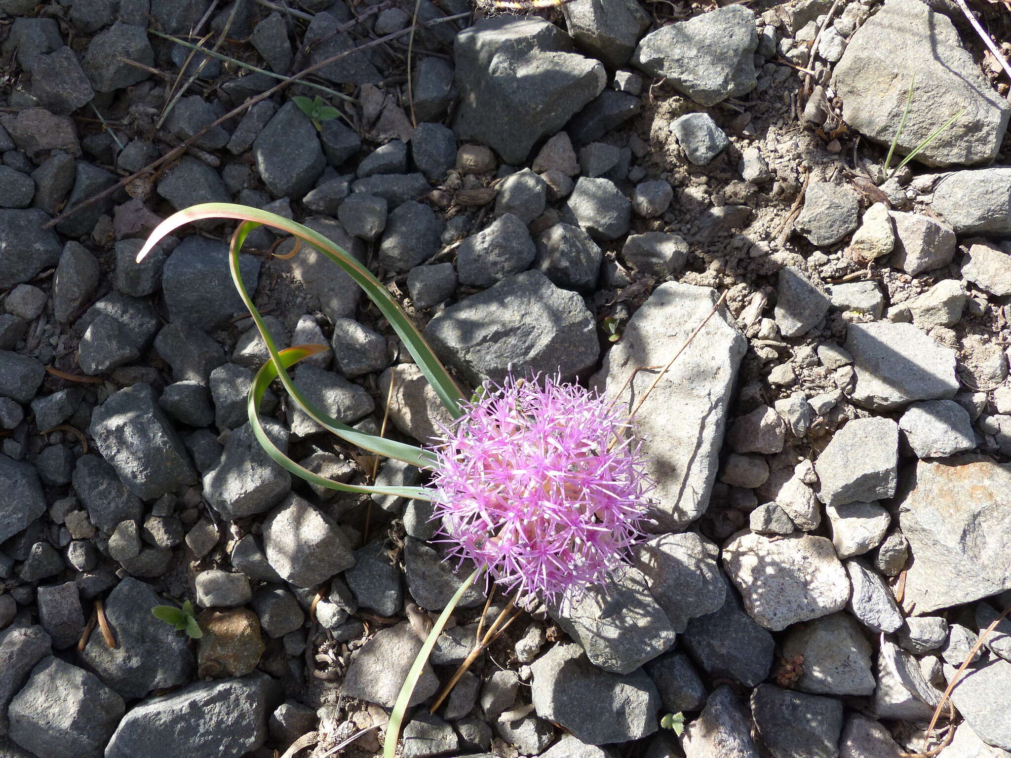 Image de Allium platycaule S. Watson