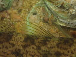 Image of Goby