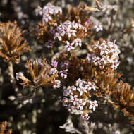 Image of Stoebe fusca (L.) Thunb.