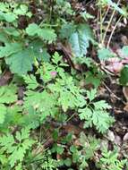 Image of Geranium purpureum Vill.