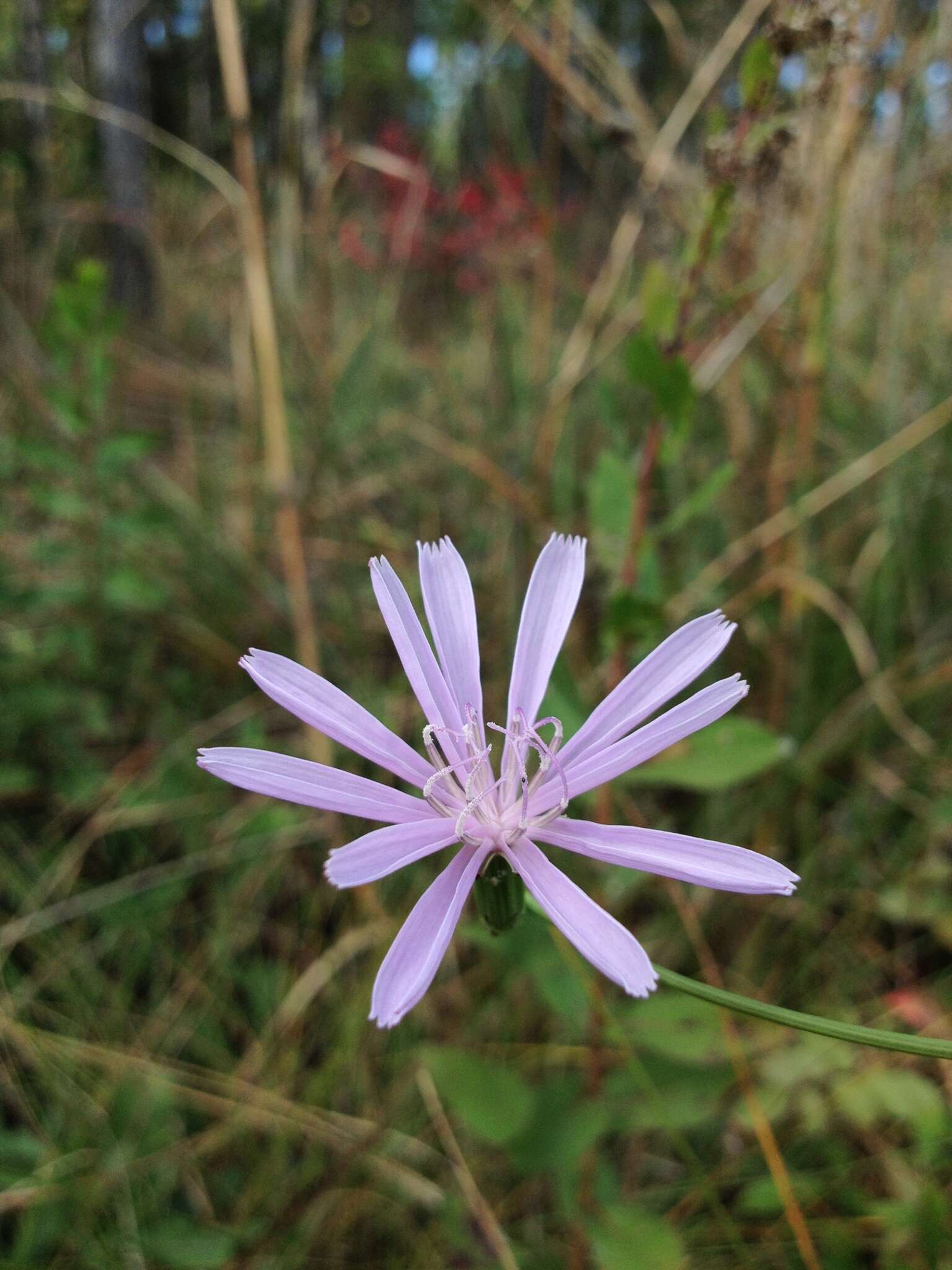 Image of rose rush