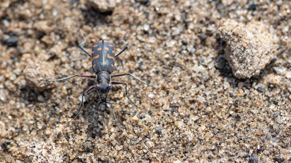 Image of Cicindela (Calomera) alboguttata Dejean 1831