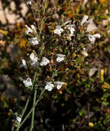 Image of Clinopodium serpyllifolium subsp. fruticosum (L.) Bräuchler