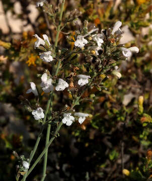 Sivun Clinopodium serpyllifolium (M. Bieb.) Kuntze kuva