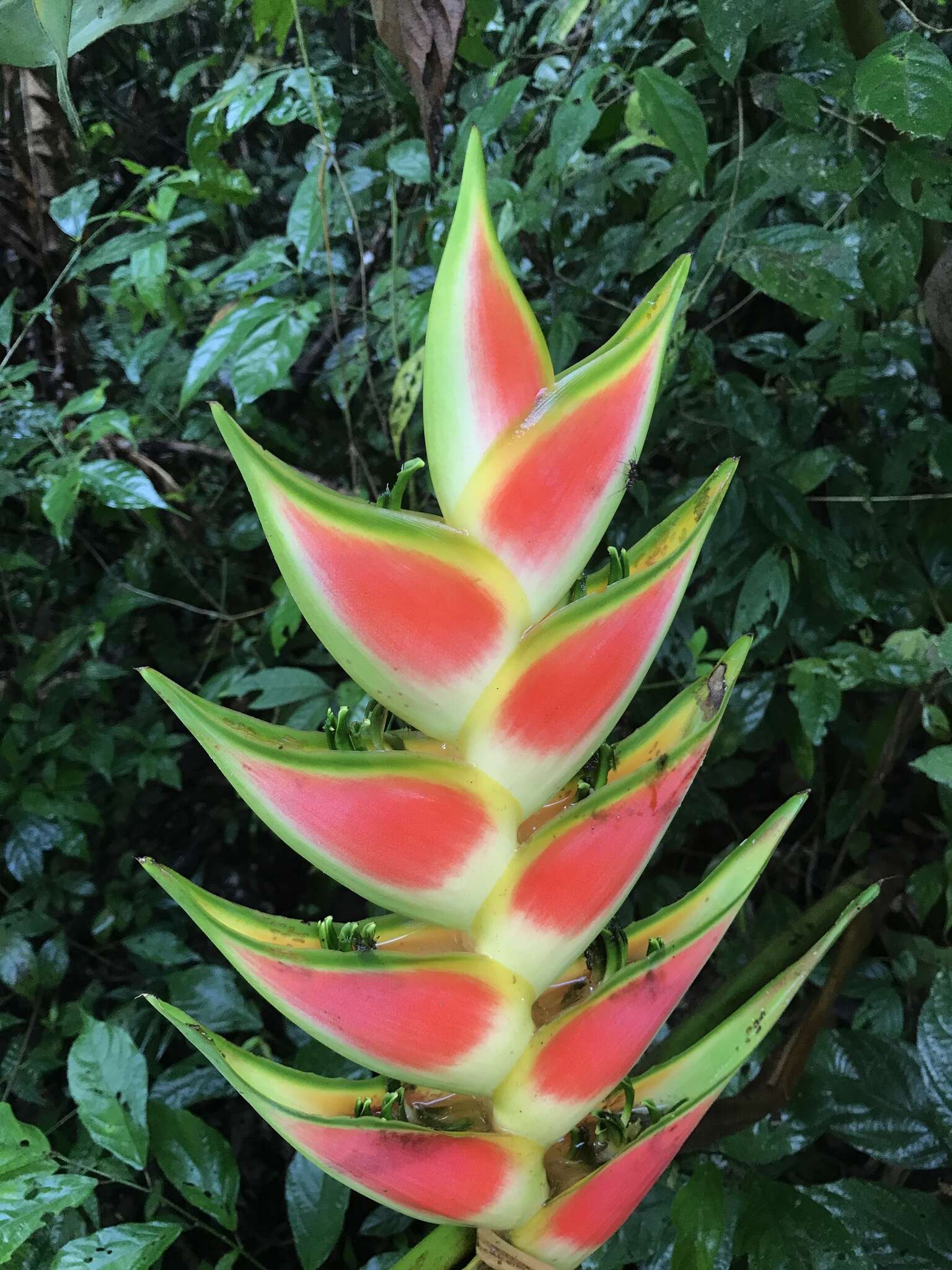 Heliconia wagneriana Petersen的圖片