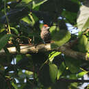 Image of Arrowhead Piculet