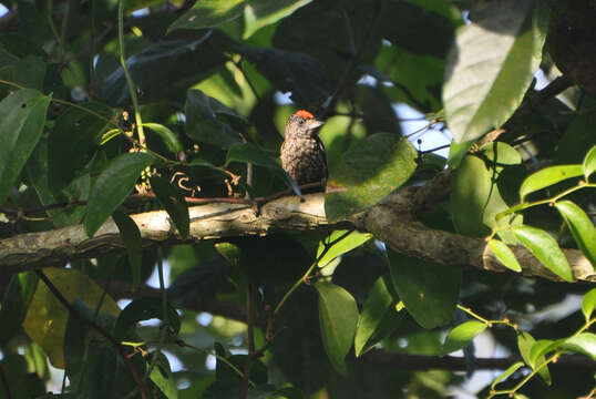 Image of Arrowhead Piculet