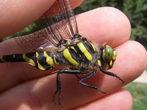 Image of golden-ringed dragonfly