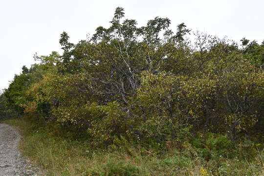 Image of Manchurian crab apple