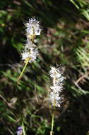 Image of Libertia sessiliflora (Poepp.) Skottsb.