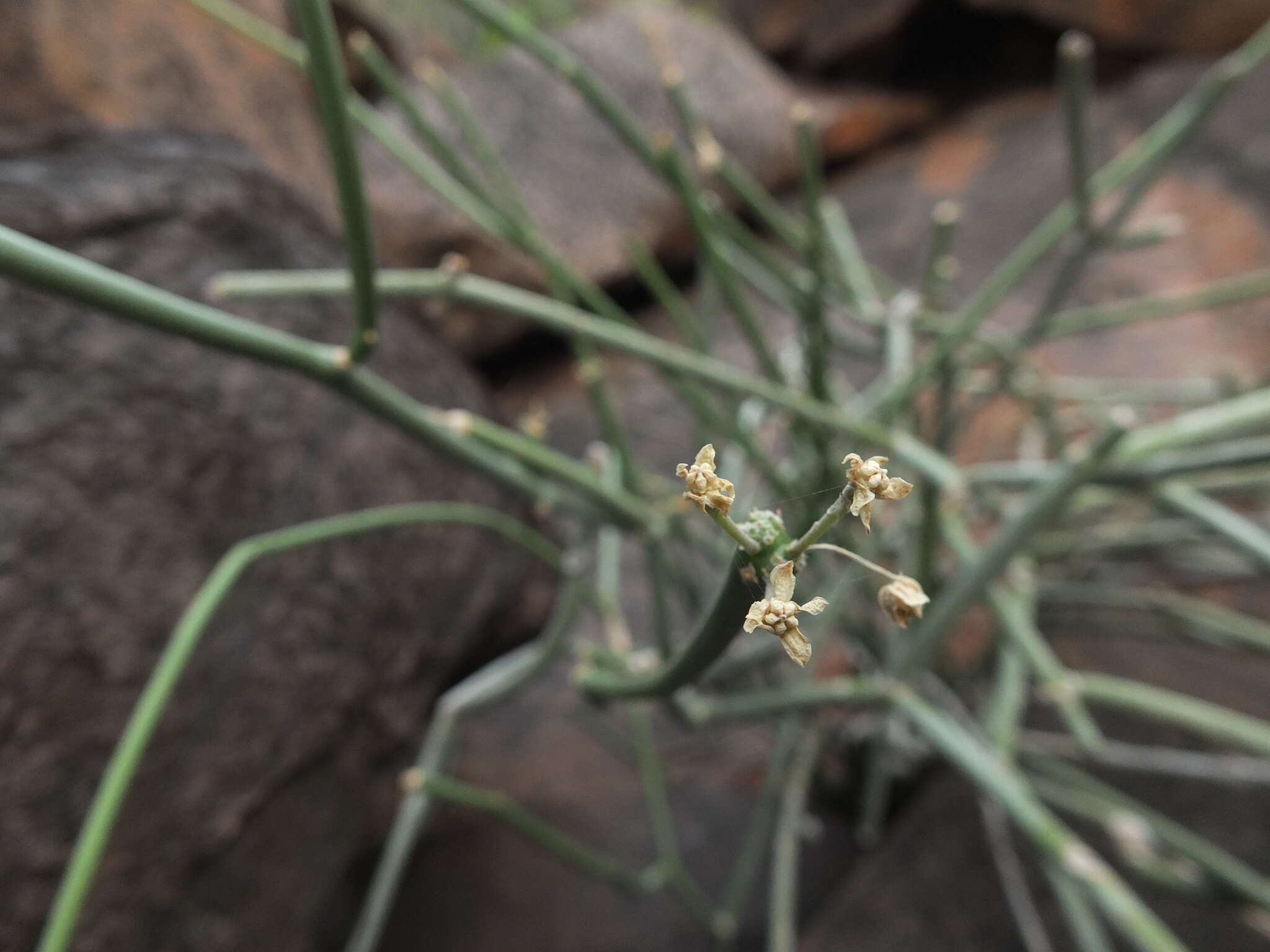 Image of Cynanchum viminale subsp. viminale