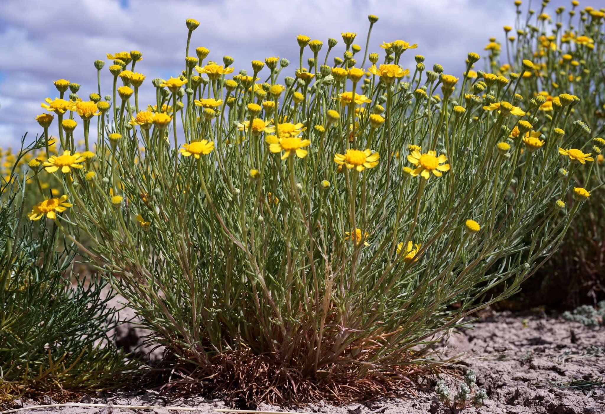 Image of bitter rubberweed