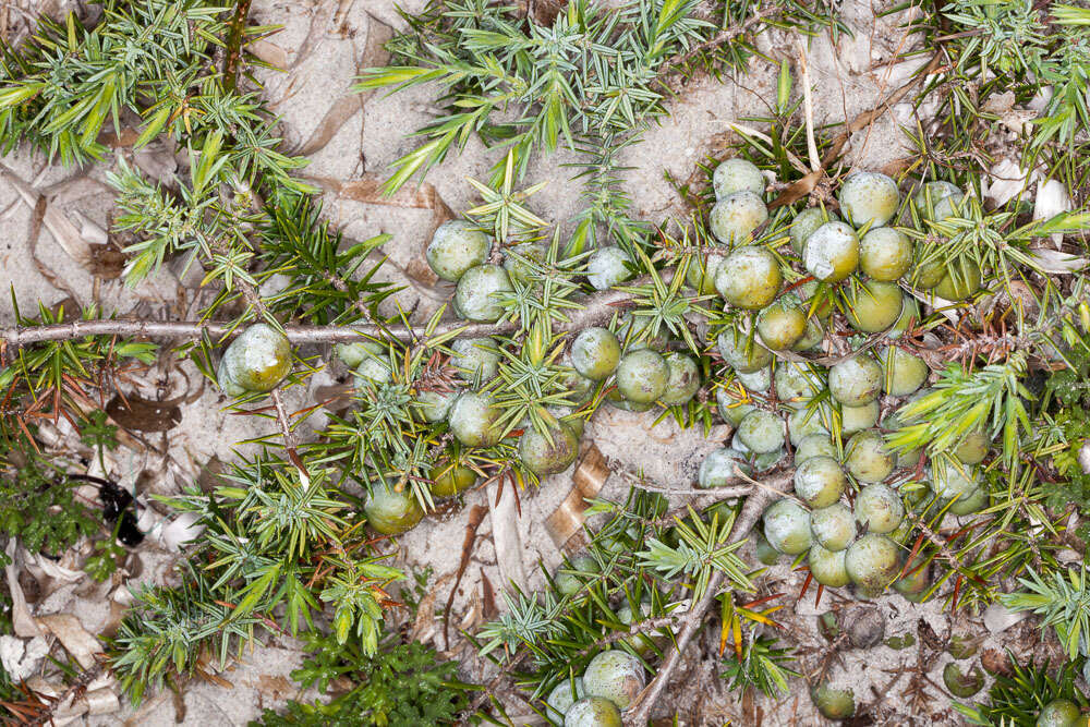 Image of Large-fruited Juniper